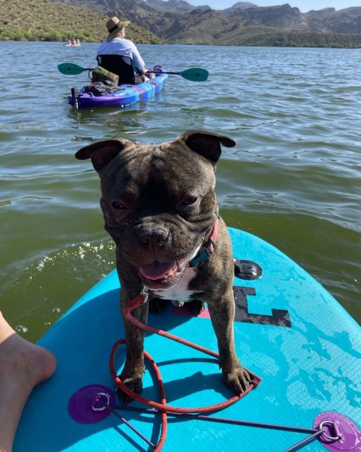 A happy dog riding a paddleboard on Saguaro Lake